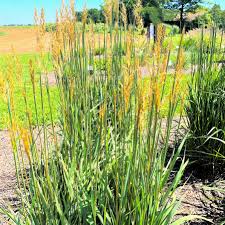 Image result for Sorghastrum nudipes