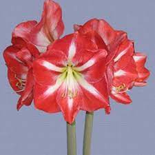 Fantasica Flowering Amaryllis Amaryllis Amaryllis Care Amaryllis Plant