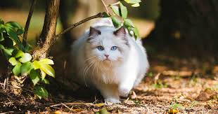 Look at pictures of ragdoll kittens who need a home. Where To Find Ragdoll Kittens For Sale Ragdoll Guide