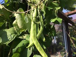 They will discolor and look shriveled. How To Grow Green Beans