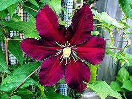 Across (15 cm), with contrasting. Clematis Niobe Thriftyfun