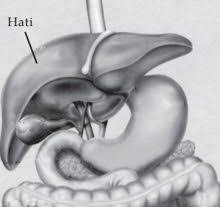What is the organ above? Sistem Ekskresi Pada Manusia Ginjal Hati Kulit Fungsi Gangguan