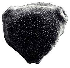 Plus d'informations sur le bouleau et son pollen. Photographies Du Pollen De Bouleau O De 18 A 24 Âµm En Microscopie Download Scientific Diagram