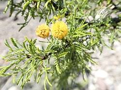 Image result for Acacia pilispina
