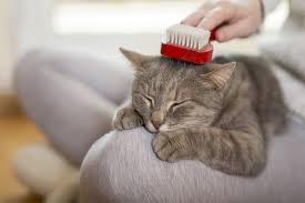 Get rid of matted cat fur with tips from a veterinarian in this free video on pet care.expert: Time Takes Its Toll On Tangles Catwatch Newsletter
