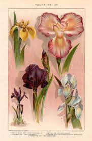 1902 Antique Iris Flower Print Encyclopedia Plate Vintage Etsy Botanical Drawings Botanical Painting Botanical Prints