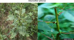 Image result for Amaranthus spinosus