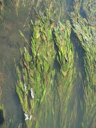 Image result for Potamogeton nodosus