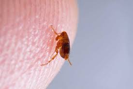 Image result for flea bites