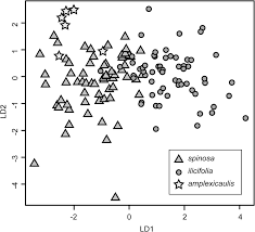 Image result for Rinorea ilicifolia