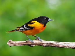 My father bought the ticket and my mother and i waited for him. Contoh Kalimat Menggambarkan Benda Dan Binatang Dalam Bahasa Inggris Belajar Bahasa Inggris Online Gratis