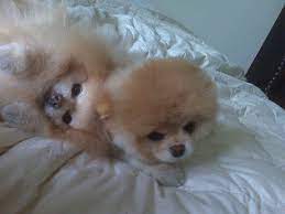 Gallery Of Boo The Dog Boo Puppy World Cutest Dog Dog Cuddles