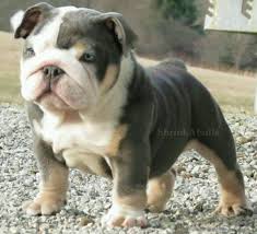 heb deze kleine blauwe buldog nodig engelse bulldog bulldog puppies english bulldog puppies cute animals