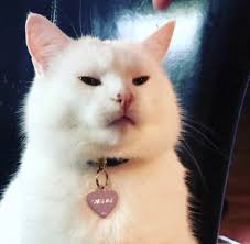 Our Obsession With Smudge The Table Cat Is Unmatched 18 Smudge Pics In 2020 Cats Cat Memes Pets Cats