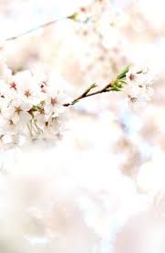 Names You Should Know Spring Flowers Background Spring Wallpaper Summer Wallpaper