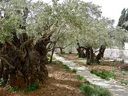 Image result for images olive gethsemane christ