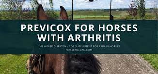 Previcox For Horses With Arthritis The Horse Dispatch