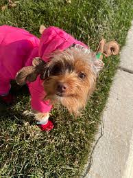 Diana Levasseur's Instagram, Twitter & Facebook