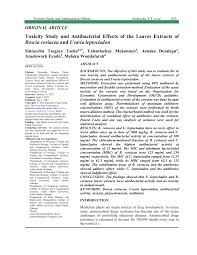 Image result for Uvaria leptocladon