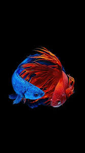 Pin Oleh Plux Pluxy Di Betta Luchador Del Siam Ikan Akuarium Binatang Betta