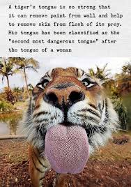 The Tongue Of A Woman Is More Dangerous Tiger Tongue Tiger Dangerous