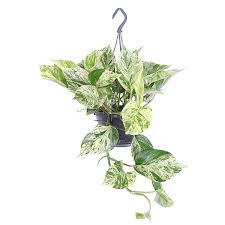 Scindapsus Marble Queen P 15 Cm Kopen Plantje Nl In 2020 Kamerplanten Planten Tropische Planten