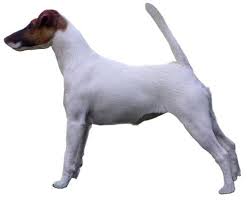 Growth Fox Terrier Puppy Weight Chart Fox Terrier