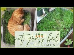 After your seeds are sprouted, remove the plastic wrap. 34 I Made My Cats A Bed Of Grass Cat Grass Bed Tutorial Experiment Youtube Cat Grass Cat Grass Bed Pet Grass