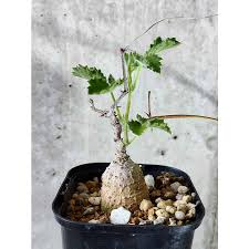 Image result for Cyphostemma adenocaule