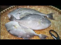 Bersihkan ikan mas, potong dan buang isi perutnya. Cara Menguliti Mengupas Kulit Ikan Jeruk Ikan Ayam An Bag 1 Bakar Ikan Youtube