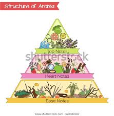 Aromatic Structure Notes Guide Perfume Scent Stock Vector