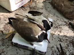 An outbreak of avian influenza or bird flu is rapidly spreading across india, causing concern among officials and forcing them to come up with a plan to tackle the emergency. Several Indian States Report Bird Flu Outbreak