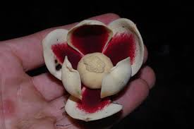 Image result for Uvariodendron