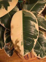 Little tears or a munching insect could easily do this and turning black is this plant's defense. Houseplants Forum Help The Leaves On My Rubber Tree Are Turning Brown Garden Org