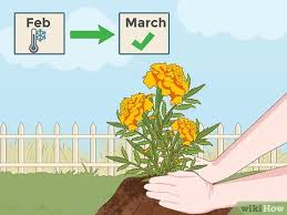 The harvested seeds can be used to grow marigolds outdoors as described. How To Grow Marigolds With Pictures Wikihow