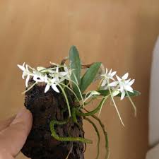 Image result for Mystacidium venosum