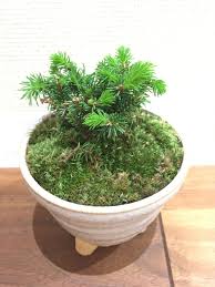 4 2 ヤツフサエゾマツ 八房蝦夷松 マツ科 トウヒ属 常緑針葉高木 北海道と千島列島が原産地 エゾ松の中でも八房性のものは葉が短く細かい品種 千島列島 葉 列島