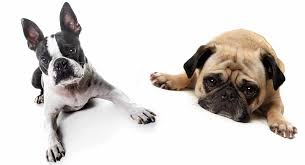 With that said, it is best to first talk about the appearance of its parent breeds. Boston Terrier Vs Pug How Different Are These Lap Dogs Really