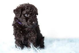 All our puppies are born and reared in the home. Kerry Blue Terrier Dog Breed Information