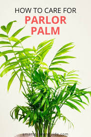 Parlor Palm Care Guide Learn How To Grow Chamaedorea Elegans Palm Plant Care Plant Care Houseplant Palm Plant