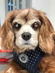 He's the breed's true definition! Grant Reports For Shelter Id Fl1177 Petfinder Foundation