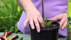 Mist the cuttings daily until the roots are about 1 inch in length, which will take at least a month. How To Grow Forsythia From Plant Cuttings Grow Guru Youtube