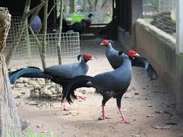 Siamese Fireback Lophura Diardi Game Birds Pheasant Pet Birds
