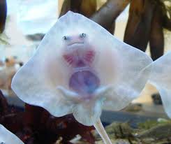 Skates Via Zooborns Animals Stingray Fish Zooborns