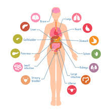 Physiology, structure, medical profession, morphology, healthy. Human Body With Internal Organs Free Stock Photo Public Domain Pictures