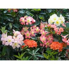 200mm Tropical Vireya Assorted Rhododendrons I N 3670222 Bunnings Warehouse Rhododendron Tropical Garden Plants
