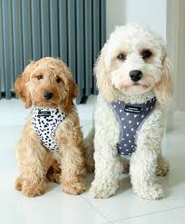 Maybe you would like to learn more about one of these? Cockapoo Puppy For Sale Home Facebook