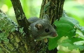 Economy exterminators is an award winning pest control service with over 40 years in the triangle. Rodent Control In Apex Packages As Low As 19 Month