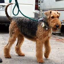 Schau dir angebote von ‪puppy puppies‬ auf ebay an. Airedale Terrier Wikiwand