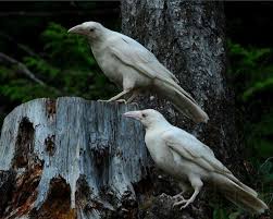 Black And White Ravens White Crows Read More At Http Www Birds Cornell Edu Crows Whitecrows Htm White Raven Animals Raven